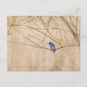 Bluebird Spring Postcard