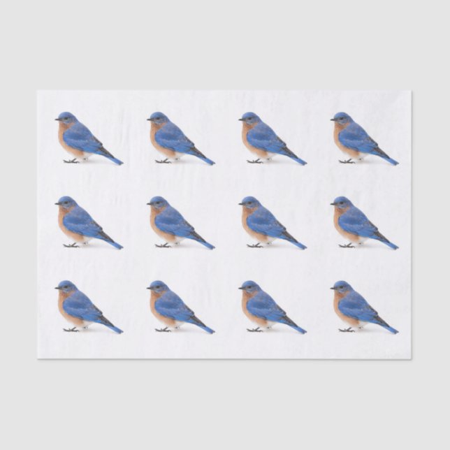 Bluebird Tissue Paper (Front)