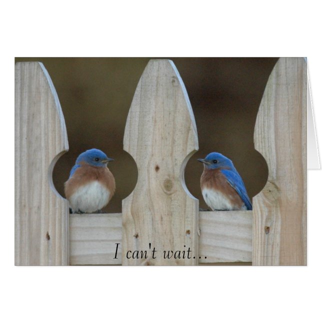 Bluebirds (Front Horizontal)
