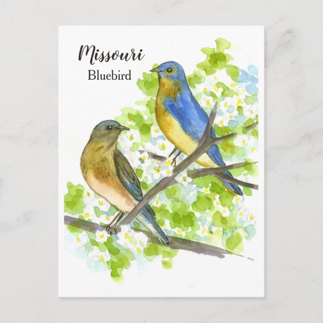 Bluebirds Hawthorn Tree Missouri State Bird Postcard (Front)