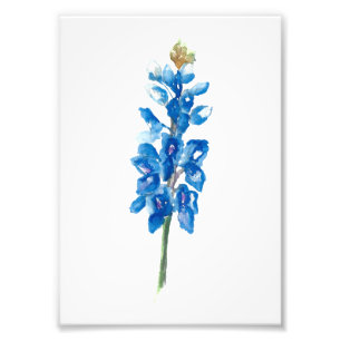 Bluebonnet 5 photo print