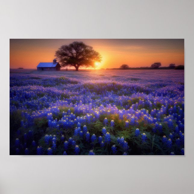 Bluebonnet Field at Sunset with Old Barn and Tree Poster (Front)