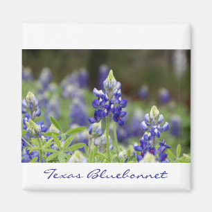 Bluebonnet Field Magnet
