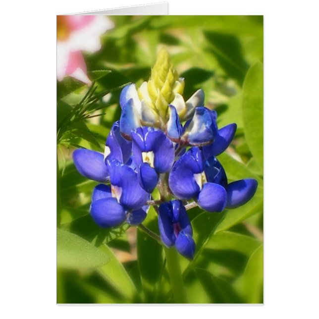 Bluebonnet of Texas w/insert (Front)