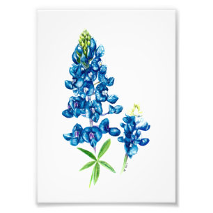 Bluebonnet Photo Print