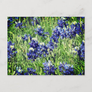 Bluebonnet post card