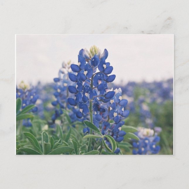bluebonnet postcard (Front)