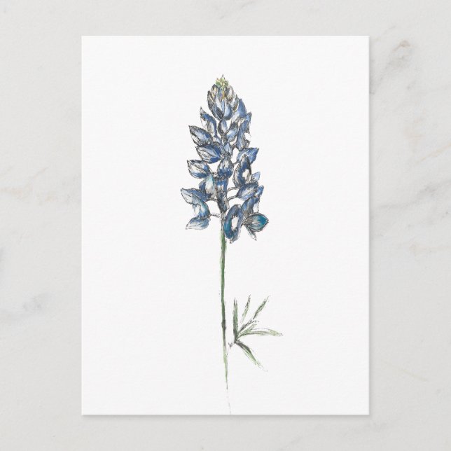 Bluebonnet Postcard (Front)