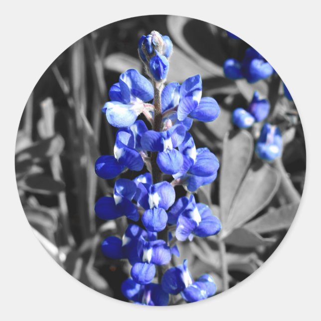 Bluebonnet Sticker (Front)