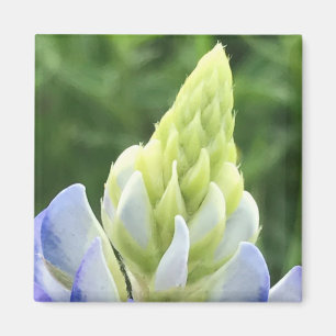Bluebonnet Tip Magnet
