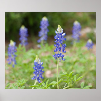 Bluebonnet Wildflowers Poster