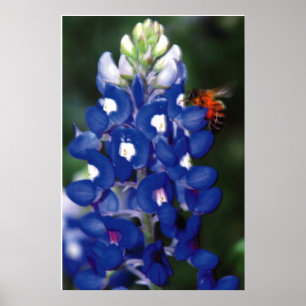 bluebonnet with bee poster