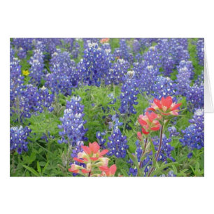 Bluebonnets
