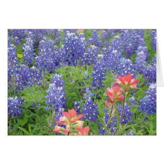 Bluebonnets