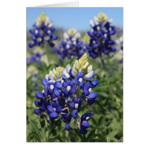 Bluebonnets