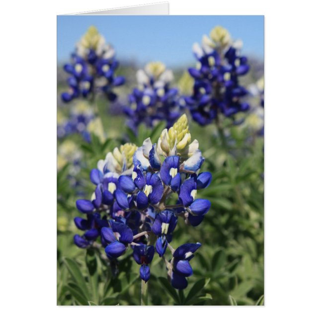 Bluebonnets (Front)