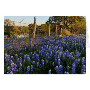 Bluebonnets and Barbed Wire Fence
