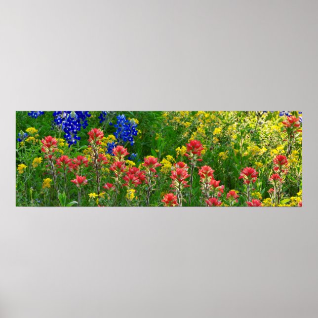 Bluebonnets and Indian Paintbrush - Panaoramic Poster (Front)