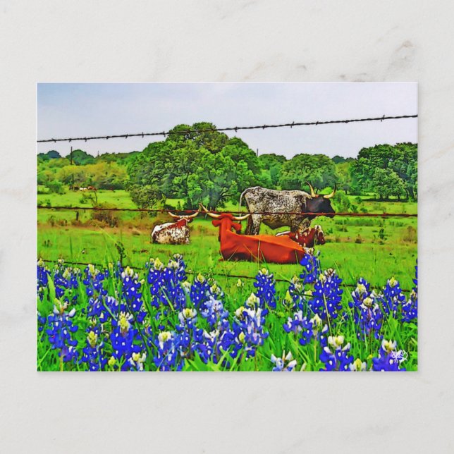 Bluebonnets and Longhorns, Texas Hill Country Postcard (Front)