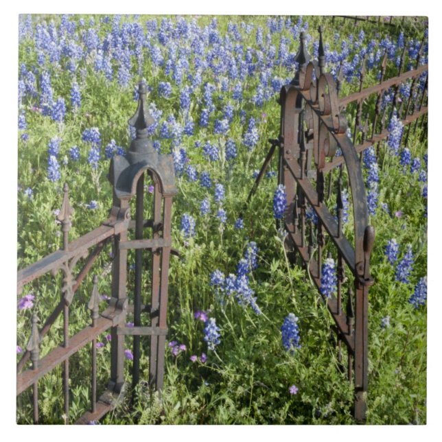Bluebonnets and phlox surrounding cemetery gate ceramic tile (Front)