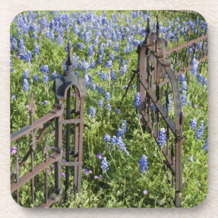 Bluebonnets and phlox surrounding cemetery gate coaster