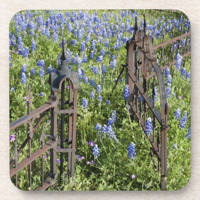 Bluebonnets and phlox surrounding cemetery gate coaster (Front)