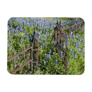 Bluebonnets and phlox surrounding cemetery gate magnet