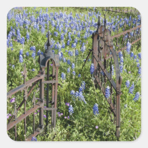 Bluebonnets and phlox surrounding cemetery gate square sticker