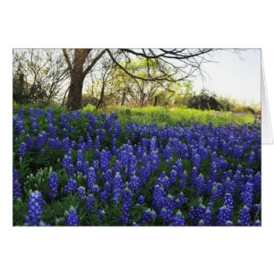 Bluebonnets at Evening
