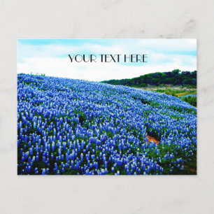 Bluebonnets Blue Flowers Texas texan Floral  Postcard