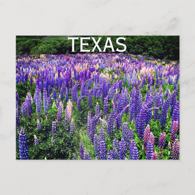 Bluebonnets Blue Flowers Texas Texan Floral Postcard (Front)