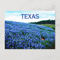 Bluebonnets Blue Flowers Texas Texan Floral