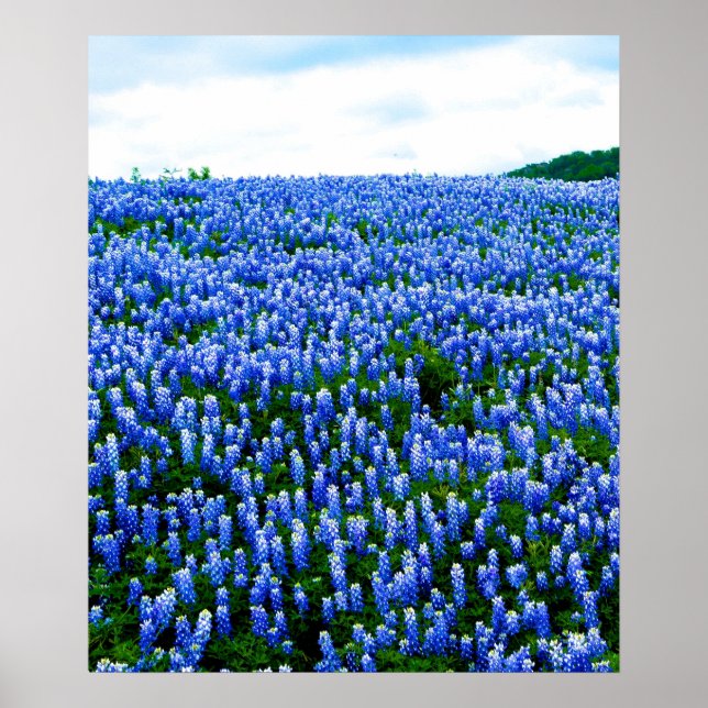 Bluebonnets Blue Flowers Texas Texan Floral Poster (Front)