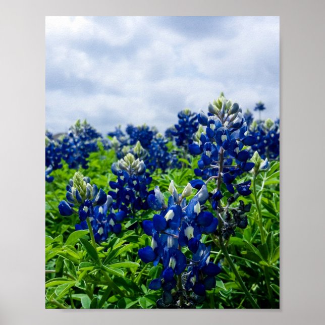Bluebonnets Blue Flowers Texas Texan Floral Poster (Front)