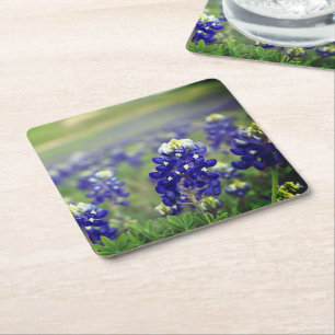 Bluebonnets Blue Flowers Texas Texan Floral Square Paper Coaster