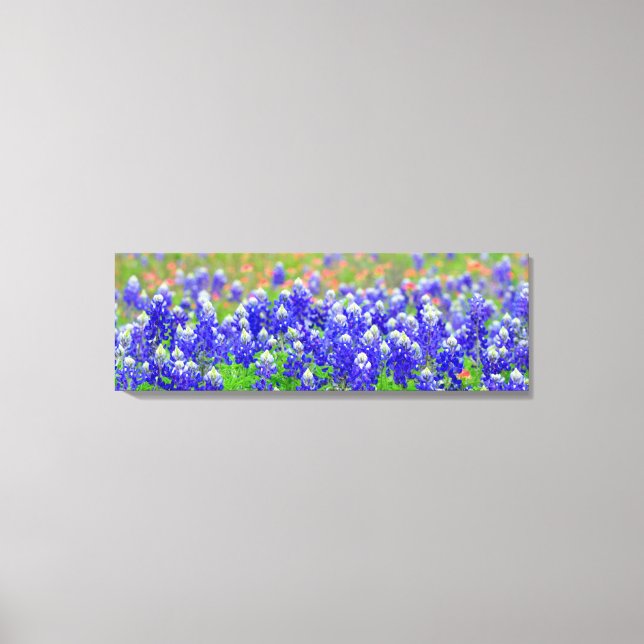 Bluebonnets Canvas Print (Front)