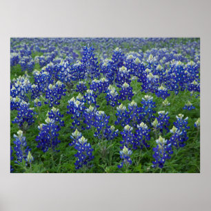 Bluebonnets Field Poster