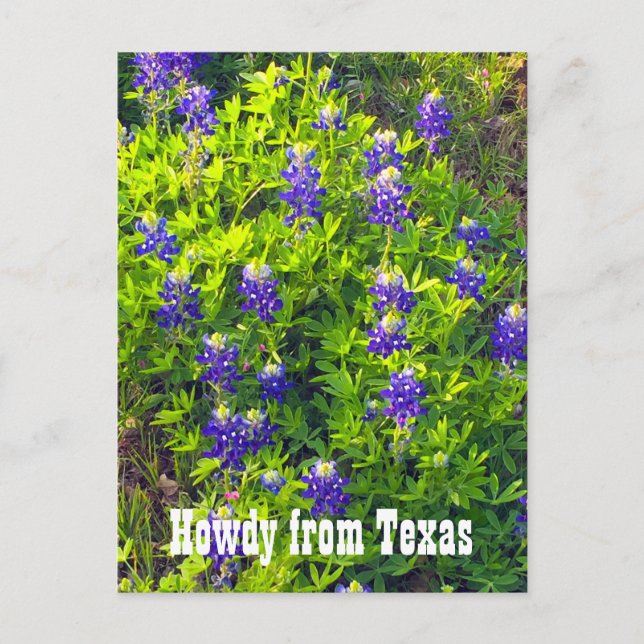 Bluebonnets Howdy from Texas Wildflowers Photo Postcard (Front)