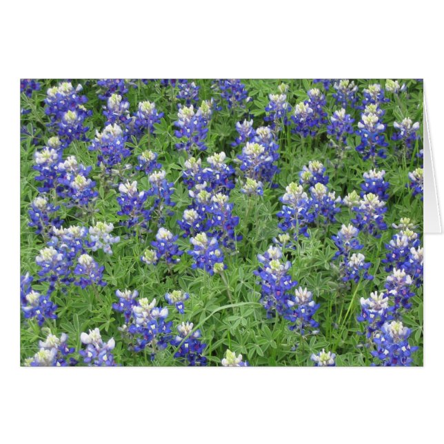 Bluebonnets in a field (Front Horizontal)