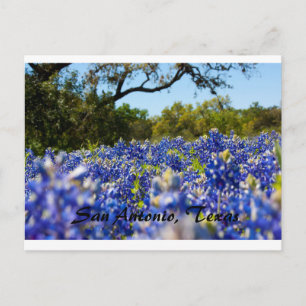 Bluebonnets Postcard