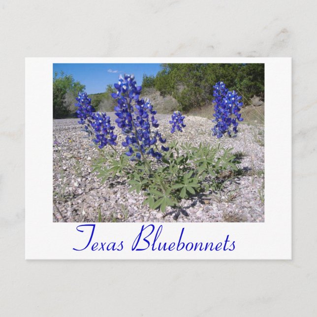 Bluebonnets Postcard (Front)
