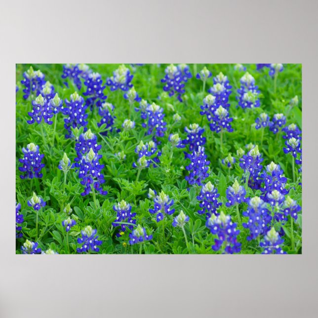 Bluebonnets Poster (Front)