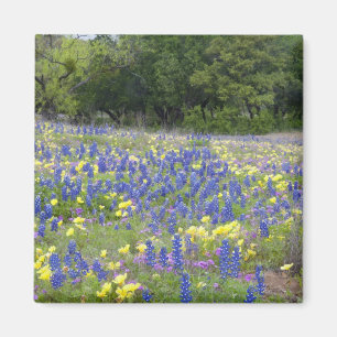 Bluebonnets, primrose, and phlox magnet
