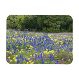 Bluebonnets, primrose, and phlox magnet