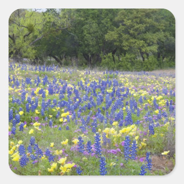 Bluebonnets, primrose, and phlox square sticker (Front)
