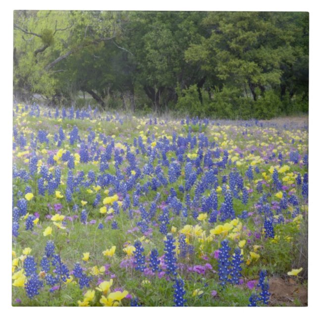 Bluebonnets, primrose, and phlox tile (Front)
