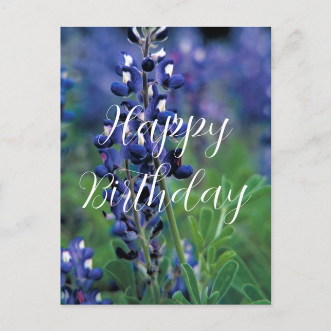 Bluebonnets Texas State Flower Blue Birthday Postcard (Front)