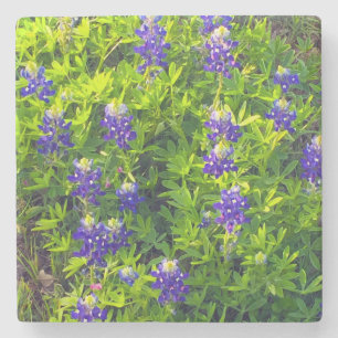 Bluebonnets Texas State Flower Wildflowers Photo Stone Coaster