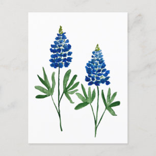 Bluebonnets Texas State Flowers Lupine Watercolor  Postcard