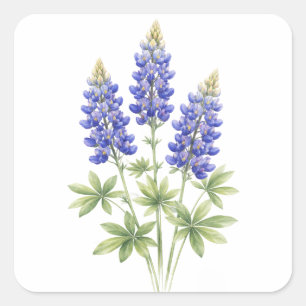 Bluebonnets Texas State Flowers Lupine Watercolor Square Sticker